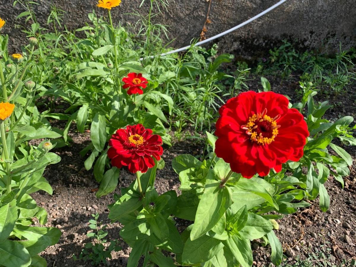 Les Jardins D'Elise, Calme Et Verdure A Lure Lure  Exterior photo